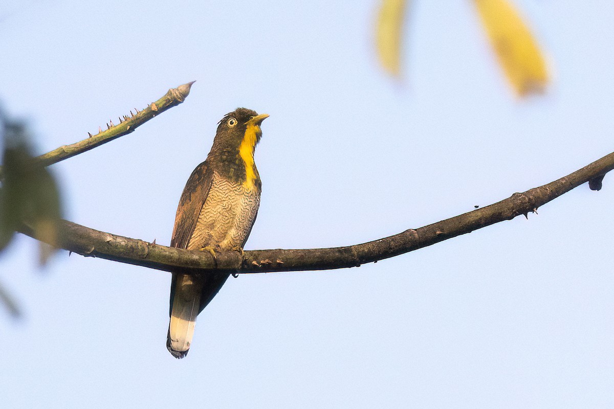 Yellow-throated Cuckoo - ML611474306