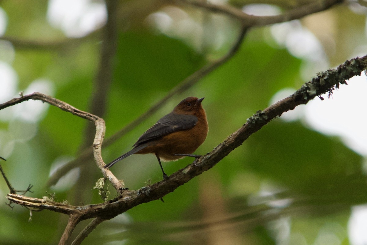 Rufous-browed Conebill - ML611474324