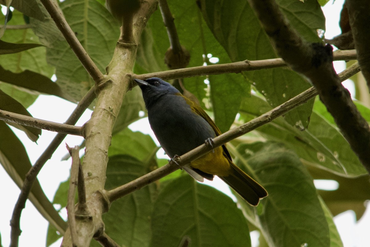Blue-capped Tanager - ML611474330