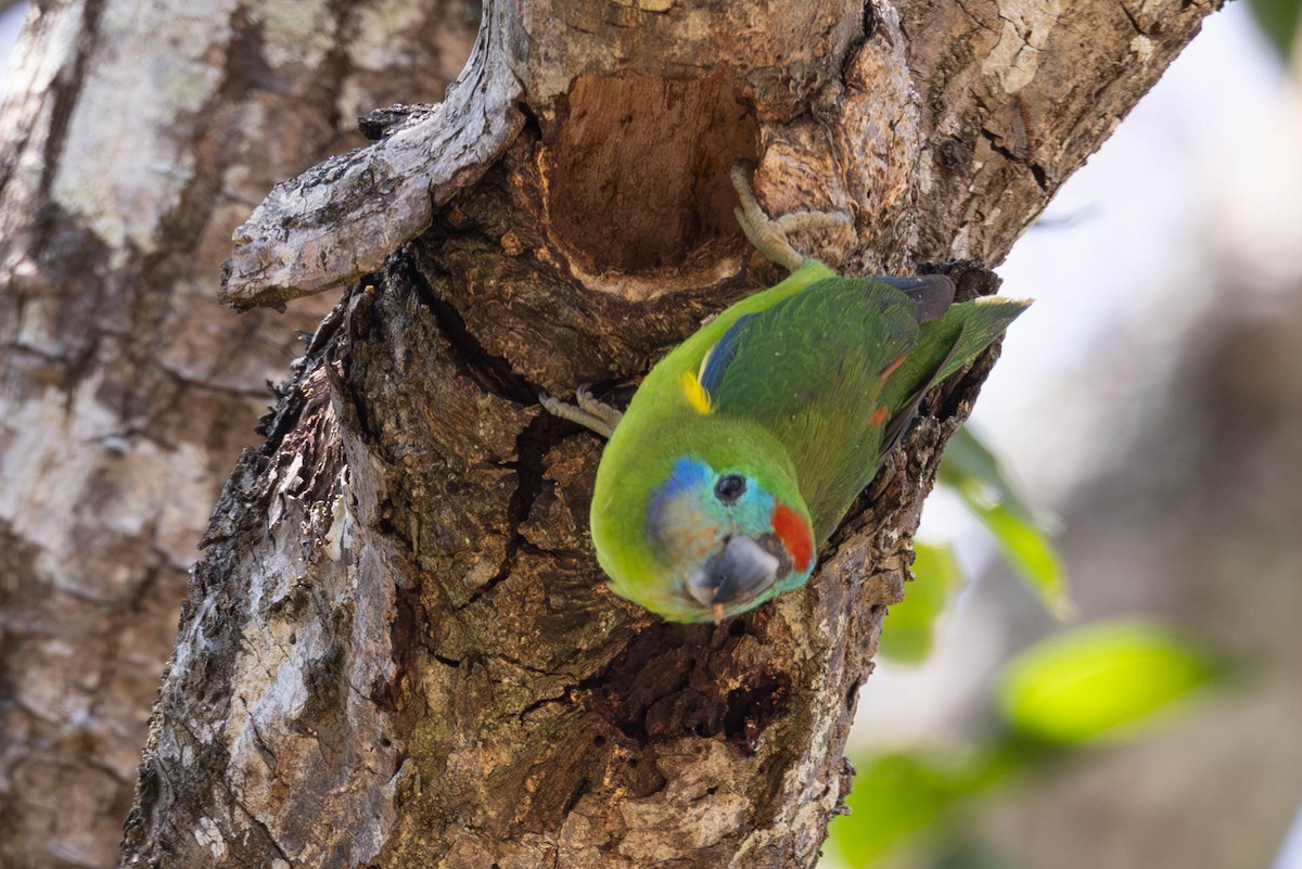 Double-eyed Fig-Parrot (Double-eyed) - ML611474345