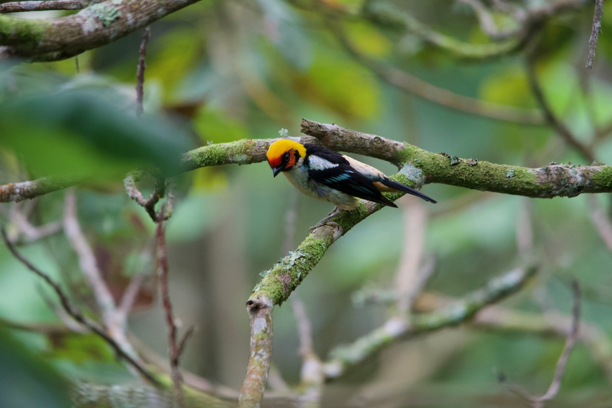 Flame-faced Tanager - ML611474359