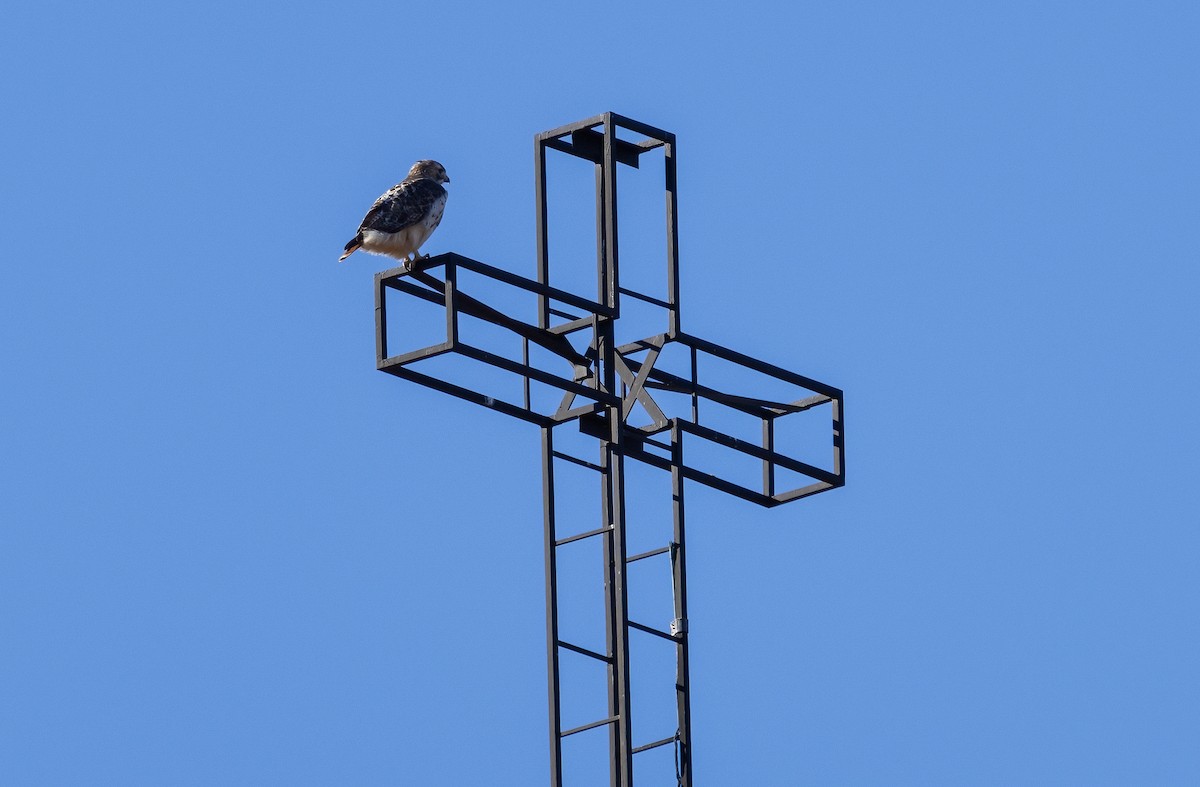 Red-tailed Hawk - ML611474505