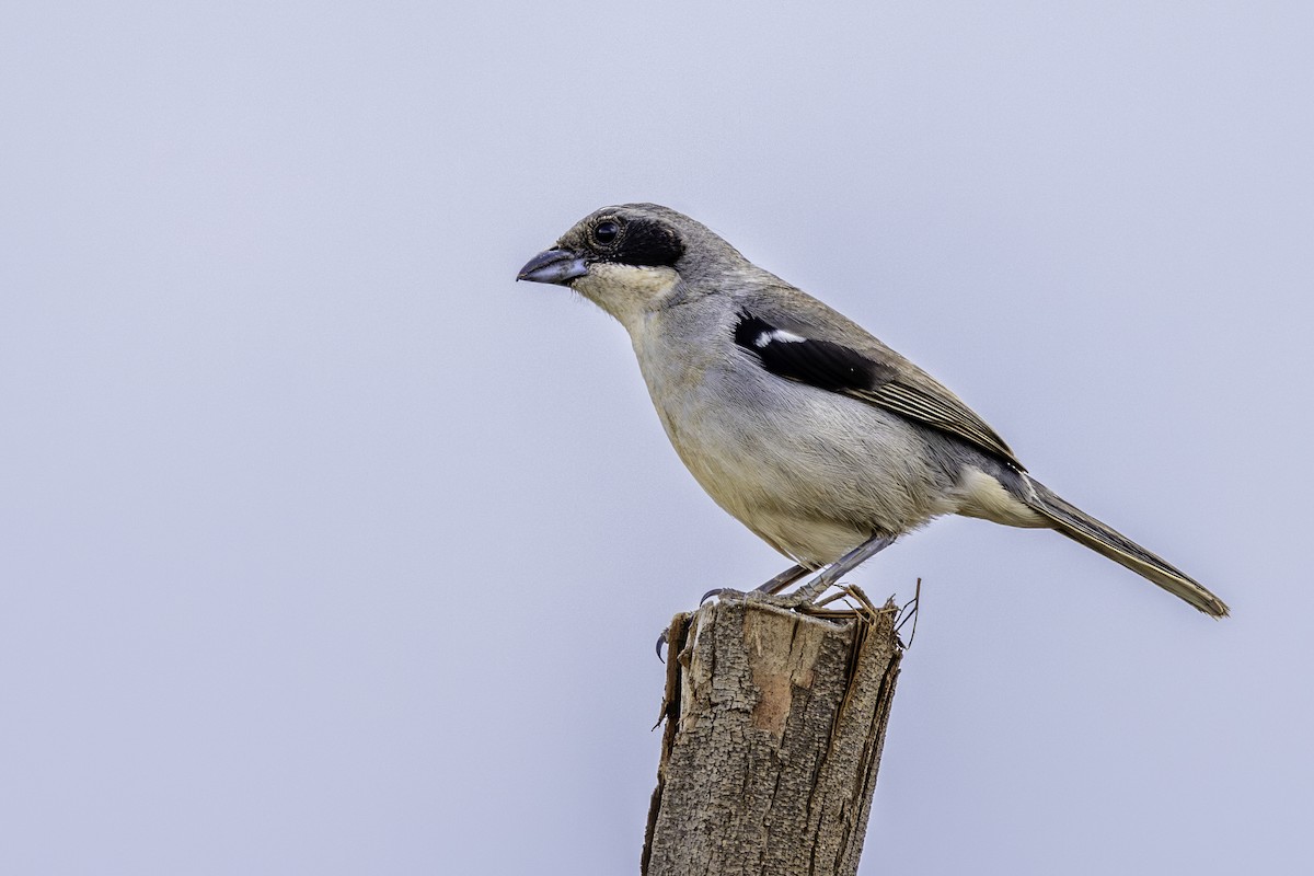 White-banded Tanager - ML611474596
