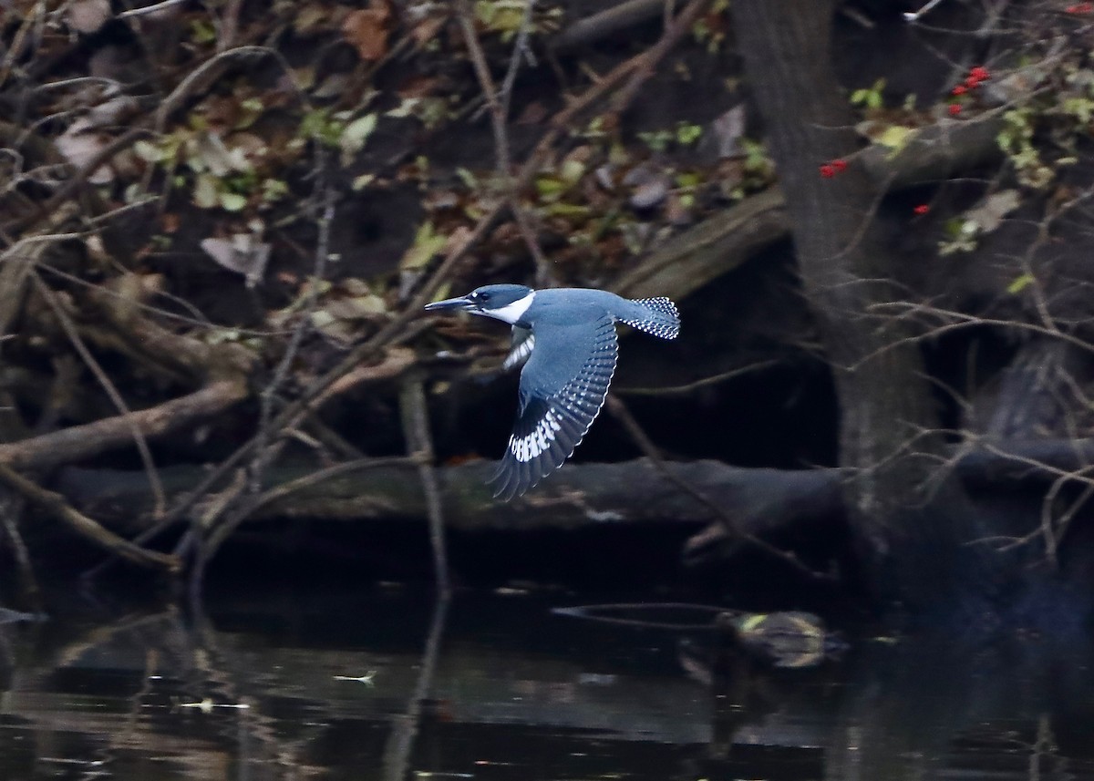 Belted Kingfisher - ML611474798