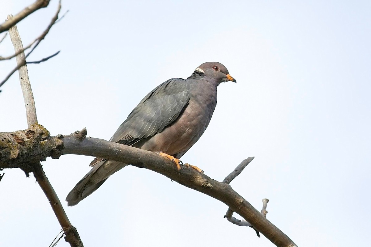 Band-tailed Pigeon - ML611475478