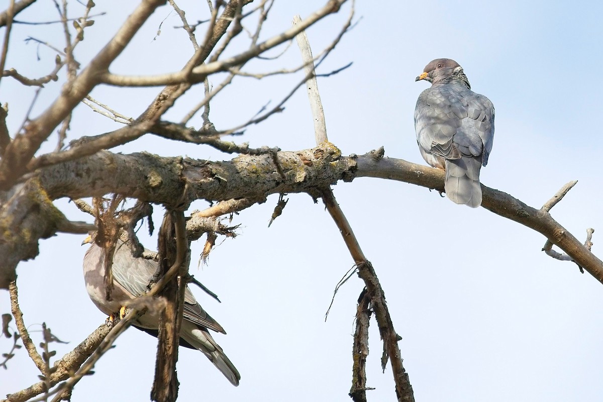 Band-tailed Pigeon - Christopher Adler