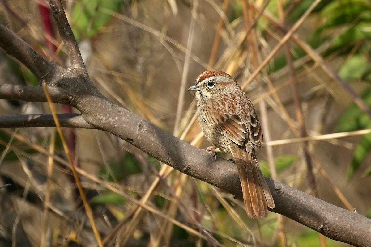 Rufous-crowned Sparrow - ML611475500