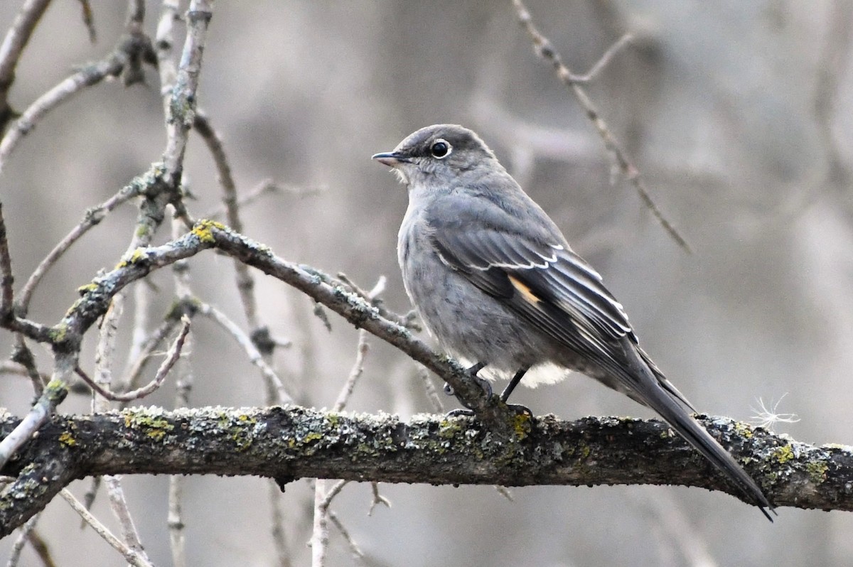 Townsend's Solitaire - ML611475546