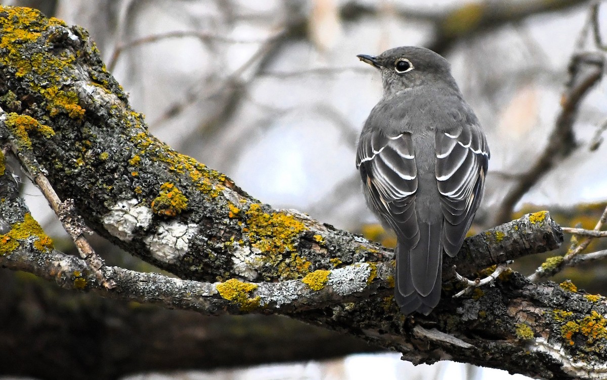 Townsend's Solitaire - ML611475547
