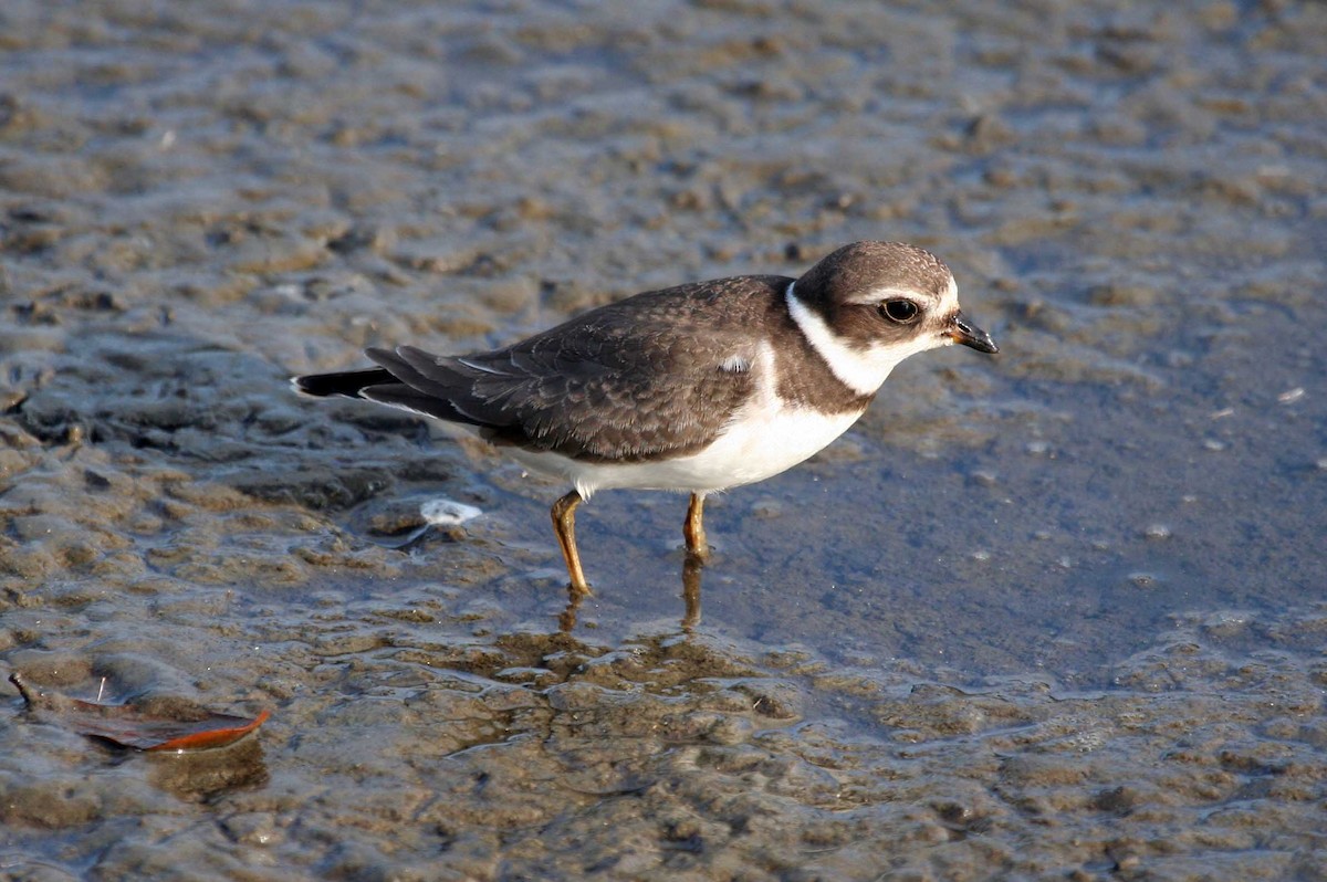 Semipalmated Plover - ML611475569