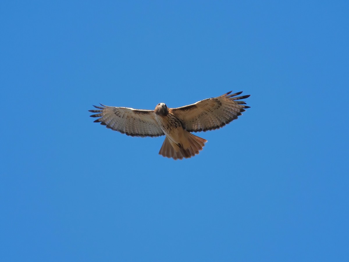 Red-tailed Hawk - ML611475626