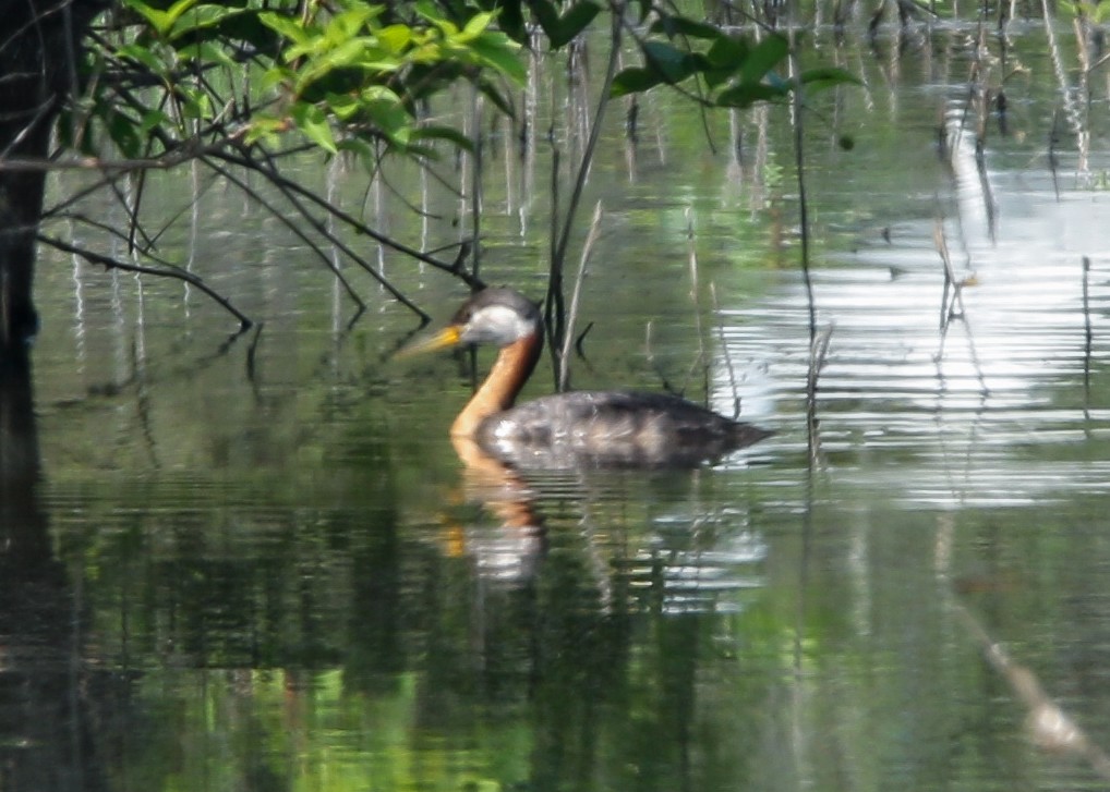 Red-necked Grebe - ML611475635