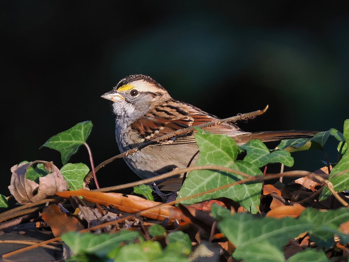 White-throated Sparrow - ML611475716