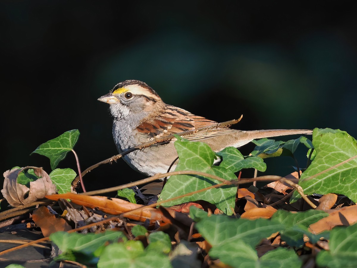 White-throated Sparrow - Daniel Kaplan