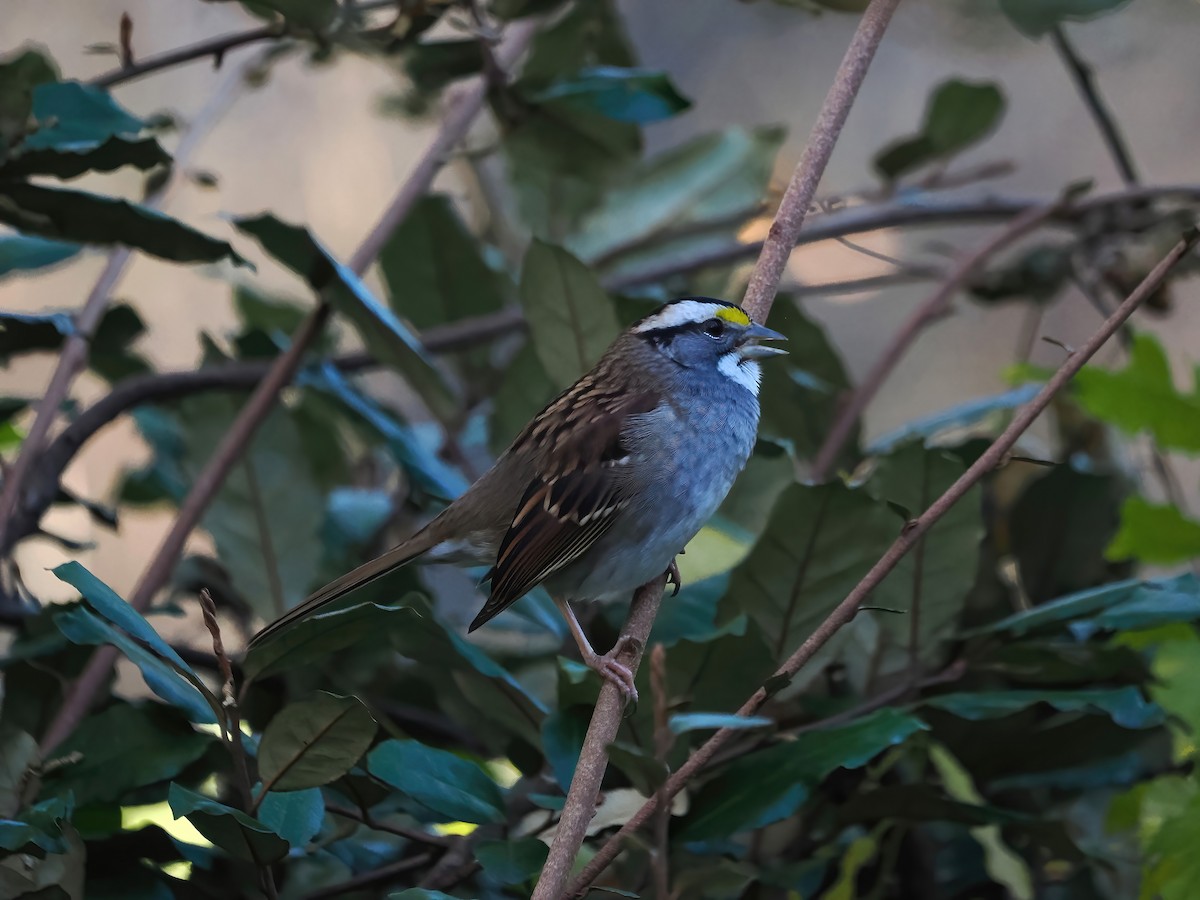 White-throated Sparrow - Daniel Kaplan