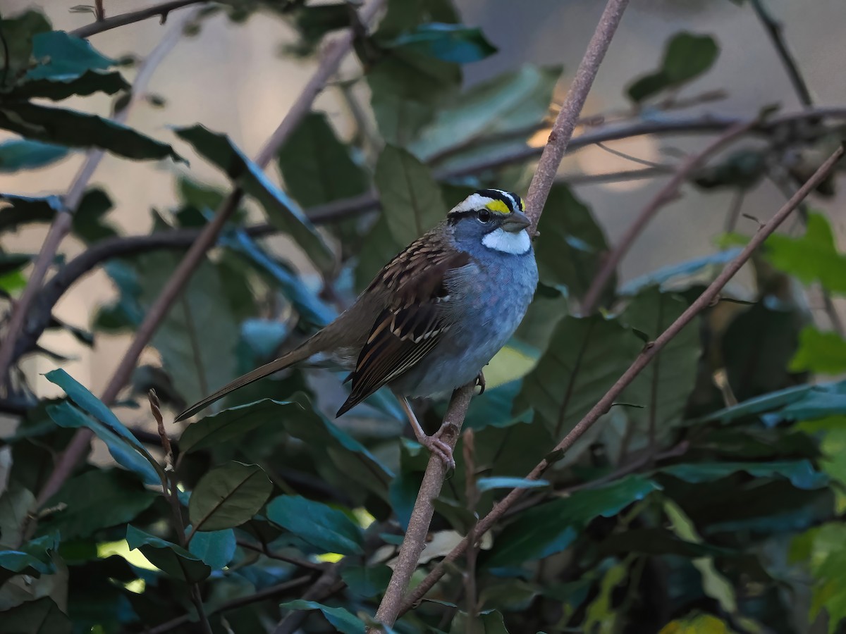 White-throated Sparrow - ML611475719