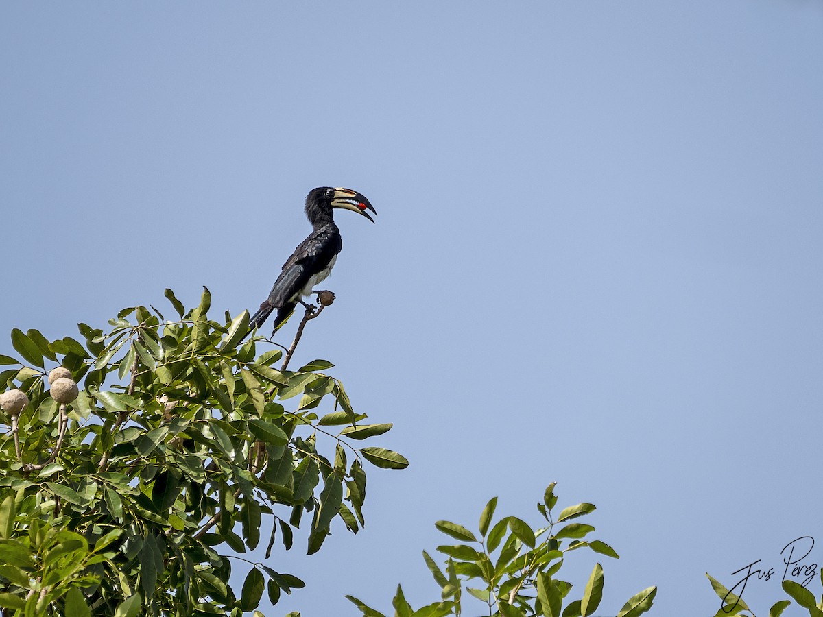 West African Pied Hornbill - ML611476089