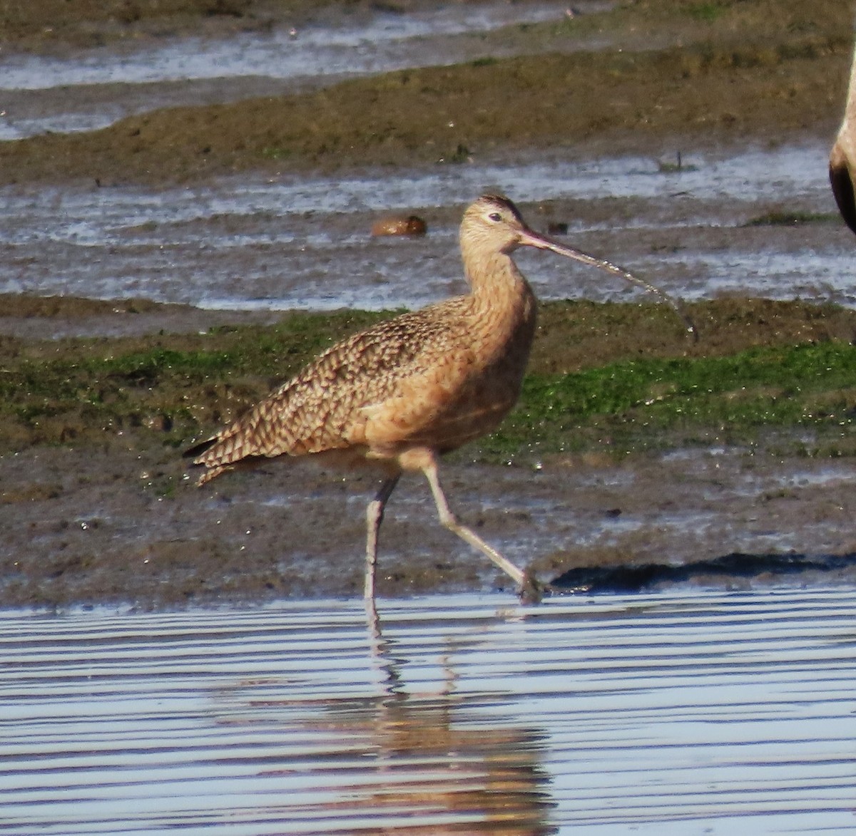 Long-billed Curlew - ML611476336