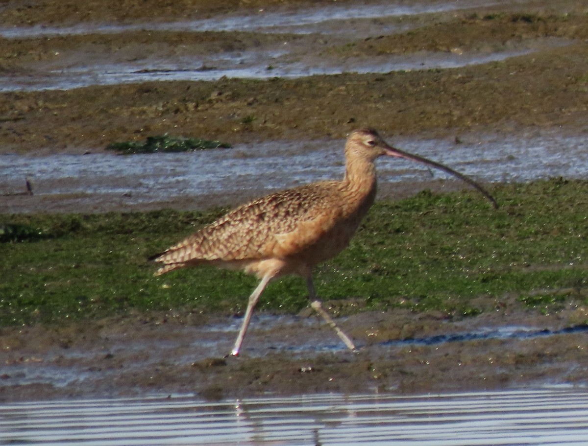 Long-billed Curlew - ML611476338
