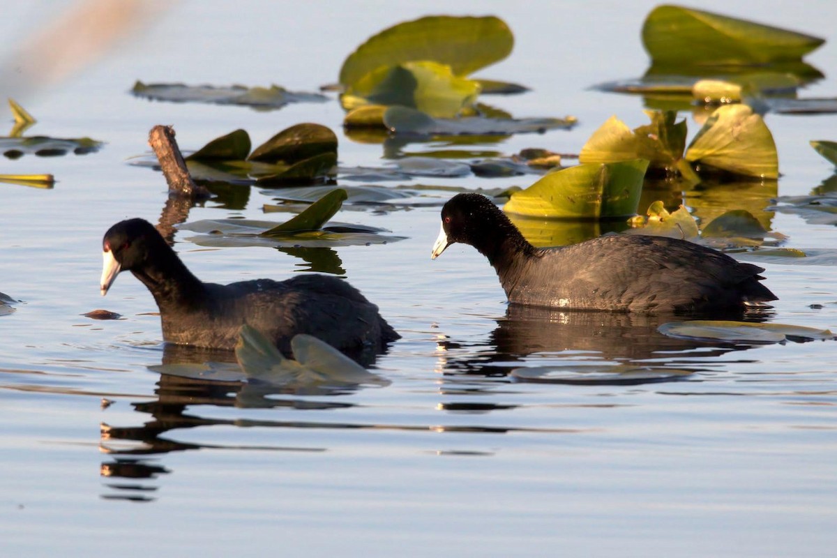 American Coot - Dave Keith
