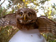 Ferruginous Pygmy-Owl - ML611476598
