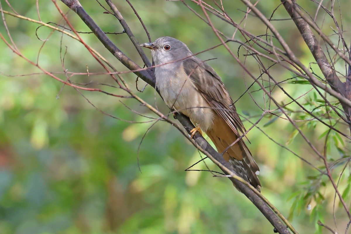 Brush Cuckoo (Australasian) - ML611477152