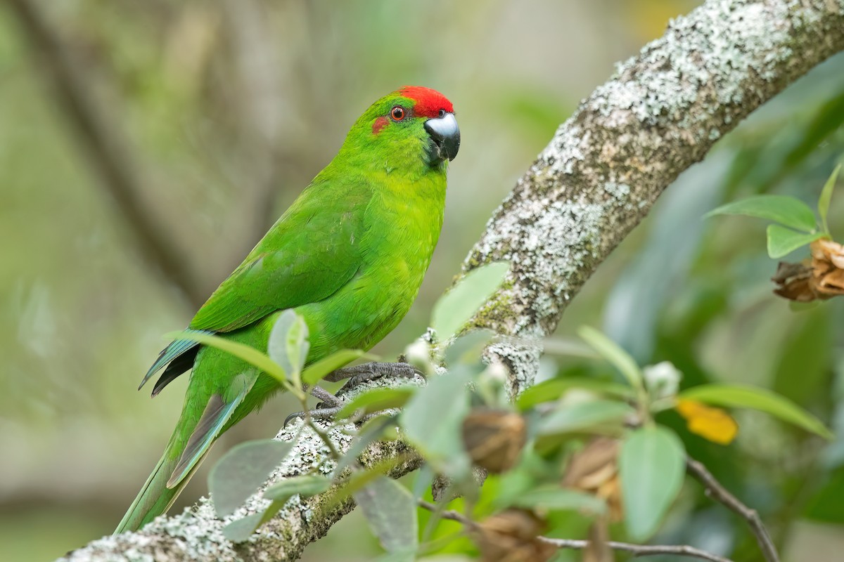 Norfolk Island Parakeet (Norfolk I.) - David Irving