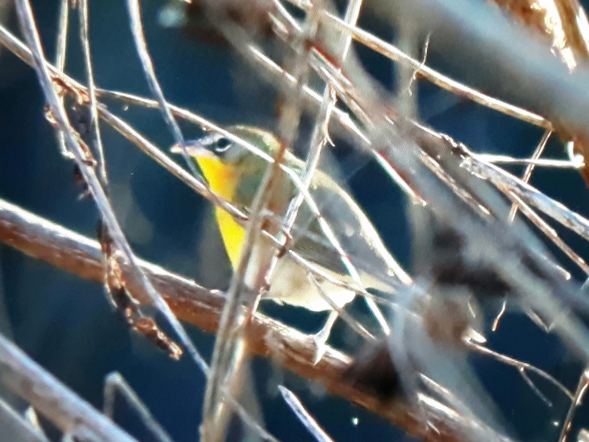 Yellow-breasted Chat - ML611477720