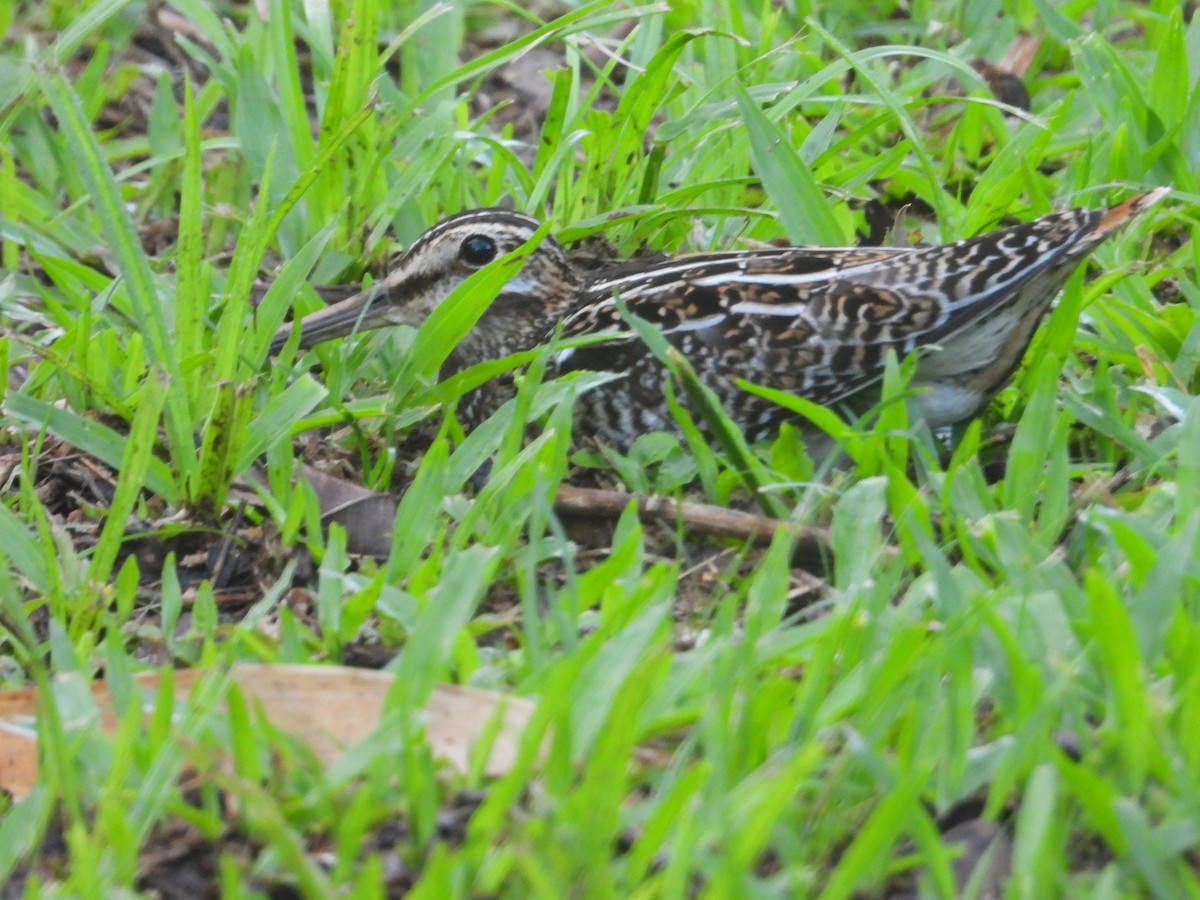 ebird-checklist-23-nov-2023-englishman-s-bay-tobago-4-species