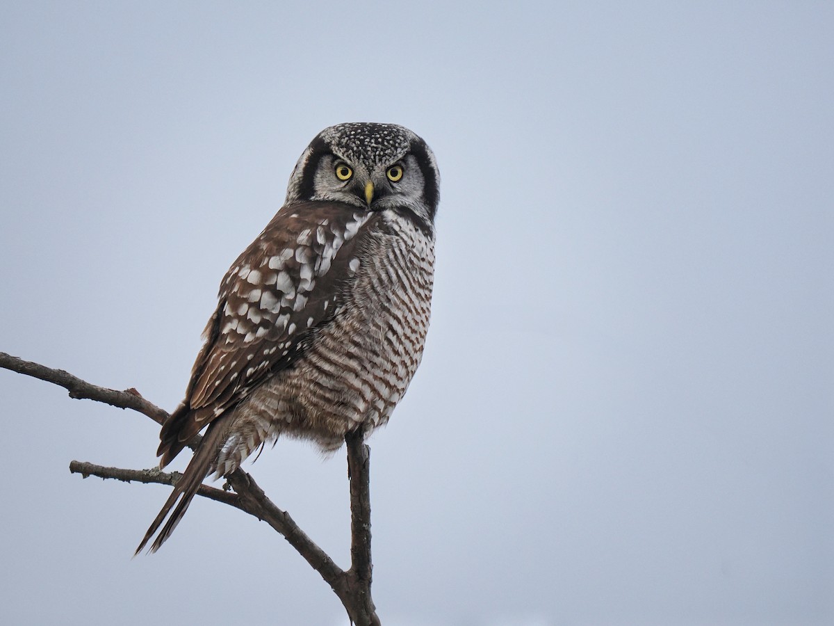 Northern Hawk Owl - ML611477879
