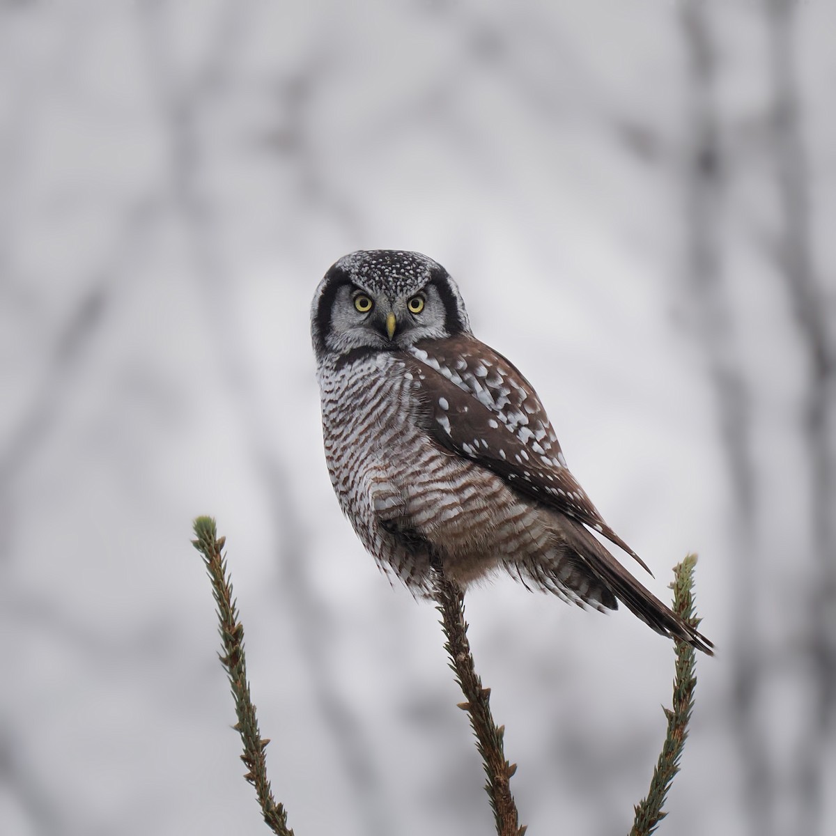 Northern Hawk Owl - ML611477886