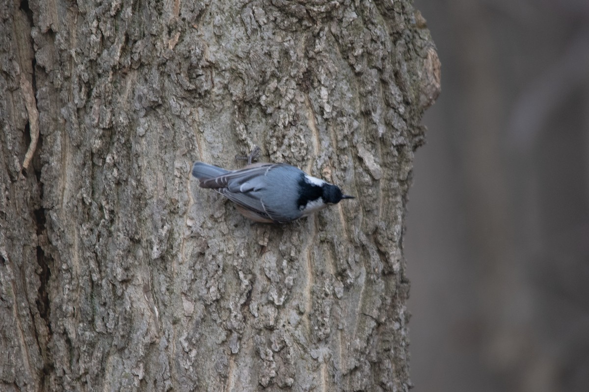 White-breasted Nuthatch - ML611478033