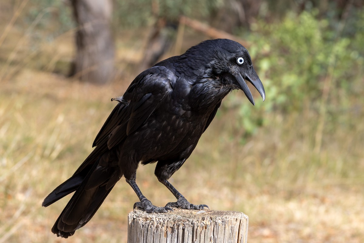Australian Raven - ML611478073