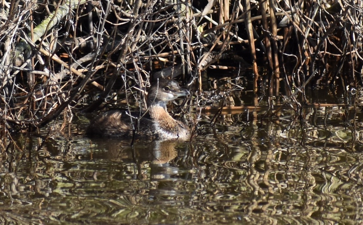 eBird Checklist - 23 Nov 2023 - **CHINCOTEAGUE NWR - 20 species