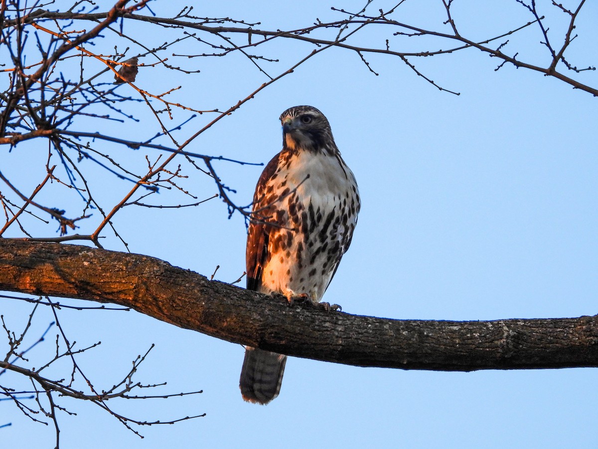 Red-tailed Hawk - ML611478377