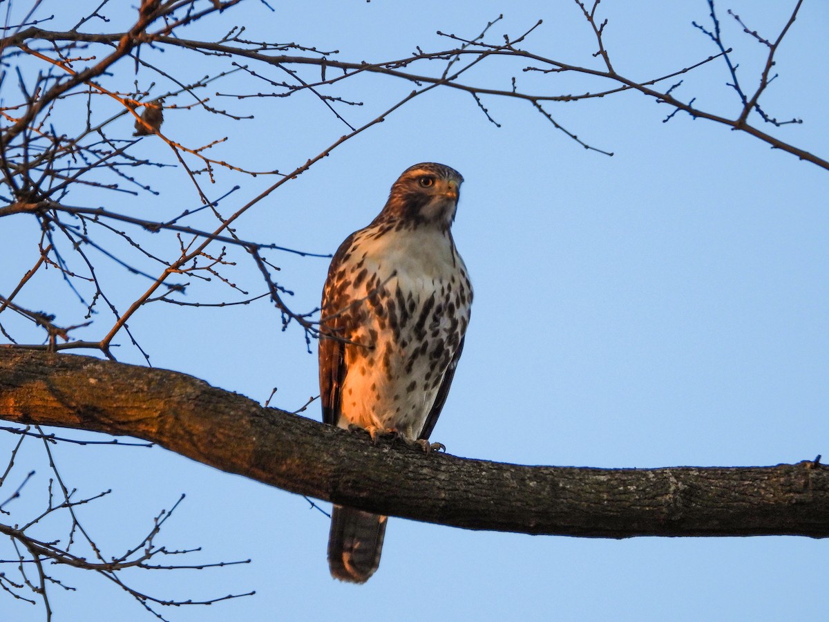 Red-tailed Hawk - ML611478378