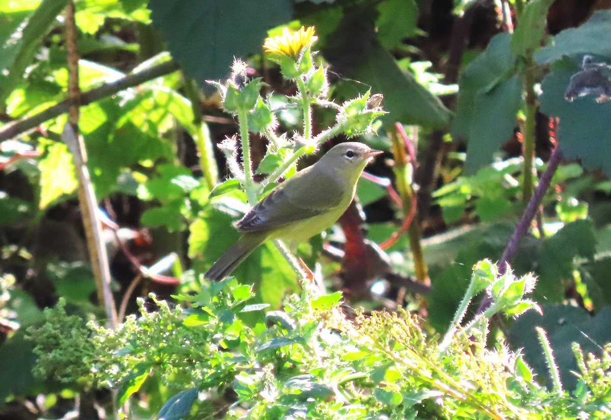 eBird Checklist - 23 Nov 2023 - Half Moon Bay WTP- Birding riparian ...