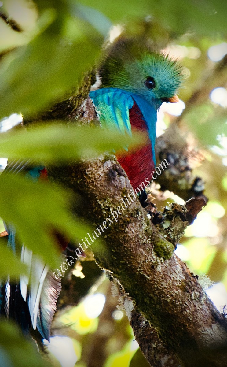 Quetzal resplendissant - ML611479366