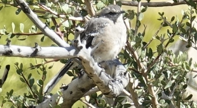 Patagonian Mockingbird - ML611479626