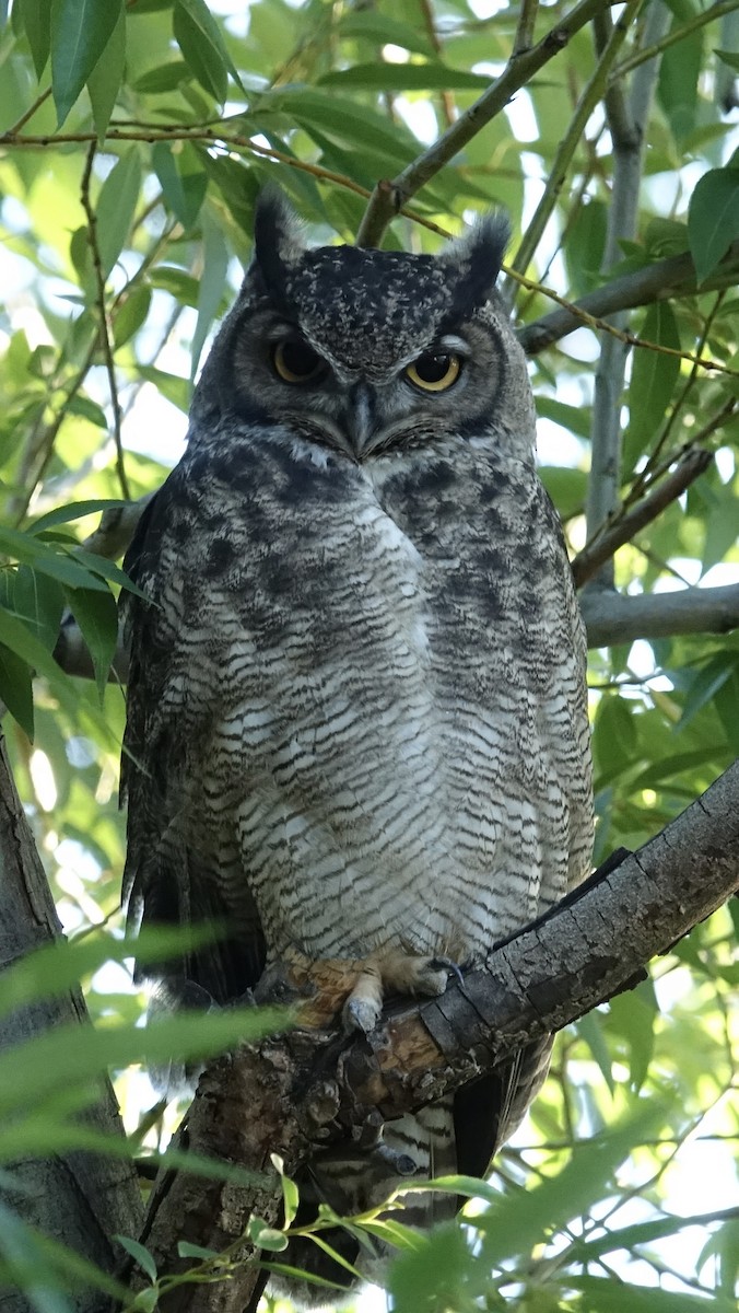 Lesser Horned Owl - ML611479773