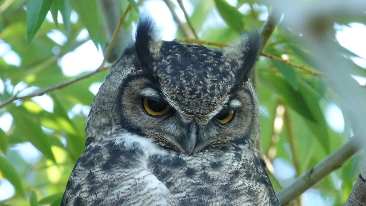 Lesser Horned Owl - ML611479774