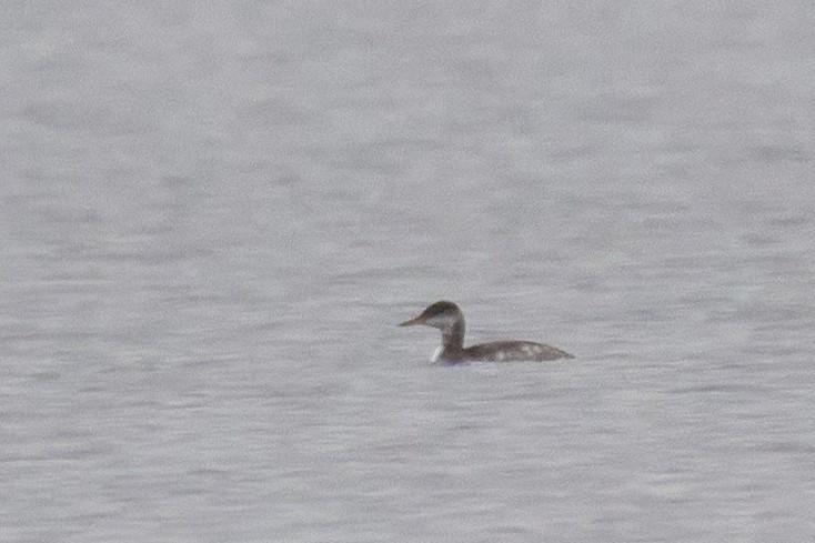 Red-necked Grebe - ML611480092