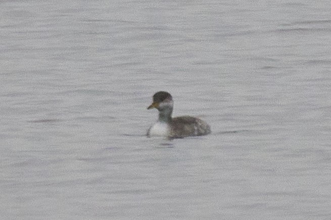 Red-necked Grebe - ML611480094