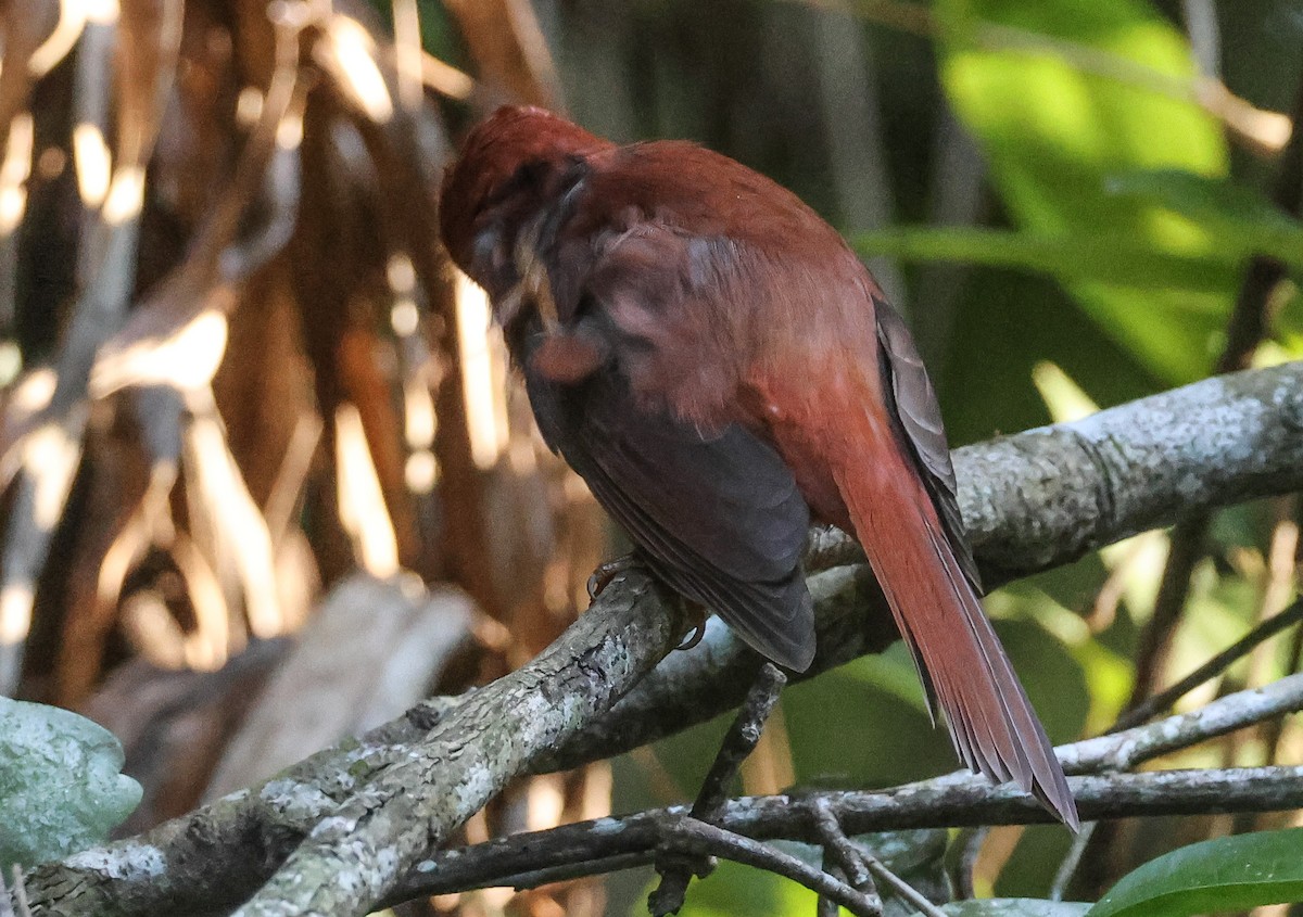 Red-throated Ant-Tanager - ML611480145