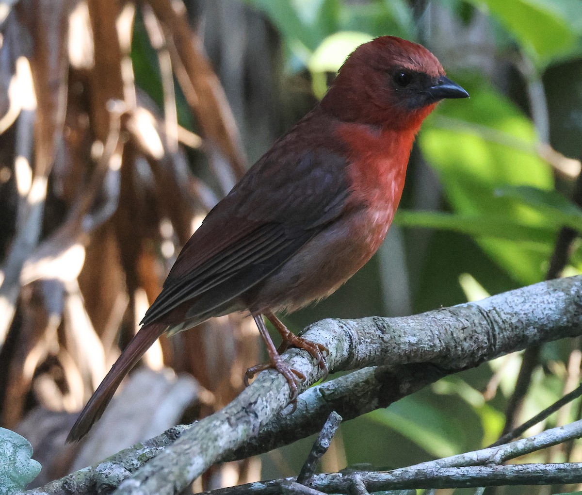 Red-throated Ant-Tanager - ML611480148