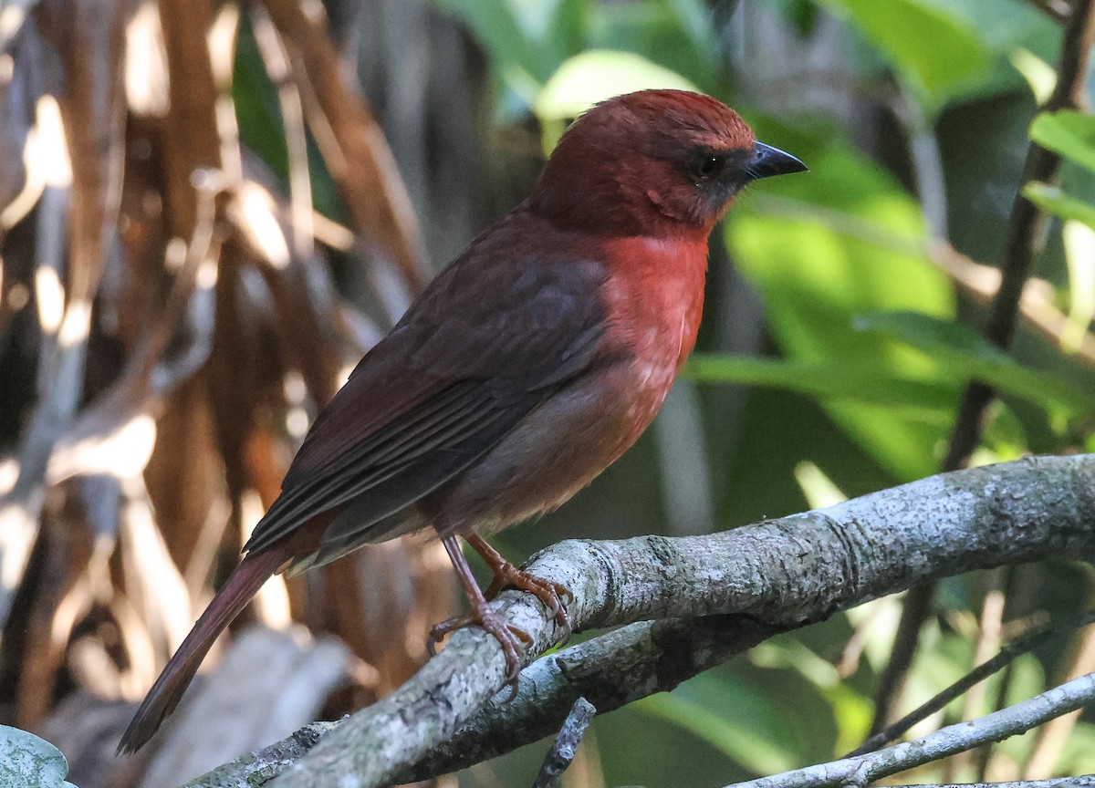 Red-throated Ant-Tanager - ML611480149