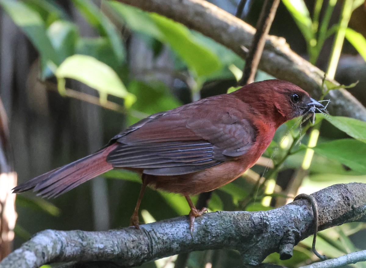 Red-throated Ant-Tanager - ML611480151