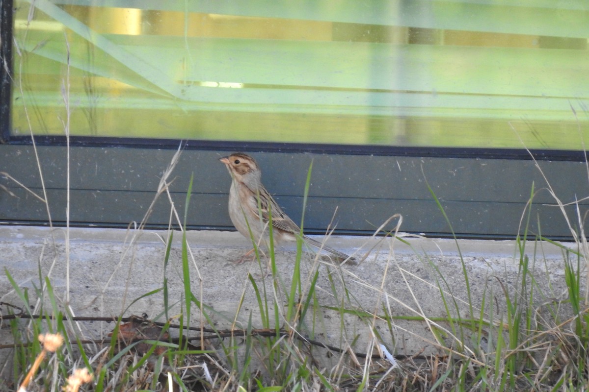 Clay-colored Sparrow - ML611480209