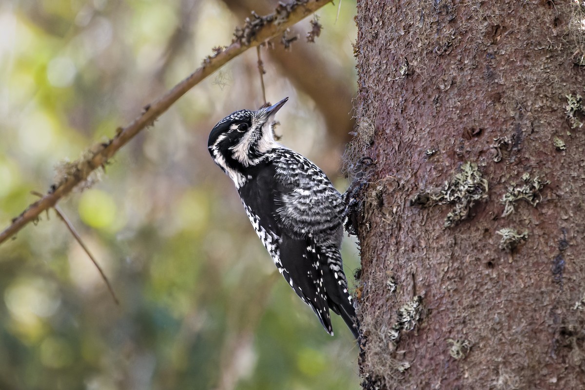 Eurasian Three-toed Woodpecker - ML611480243