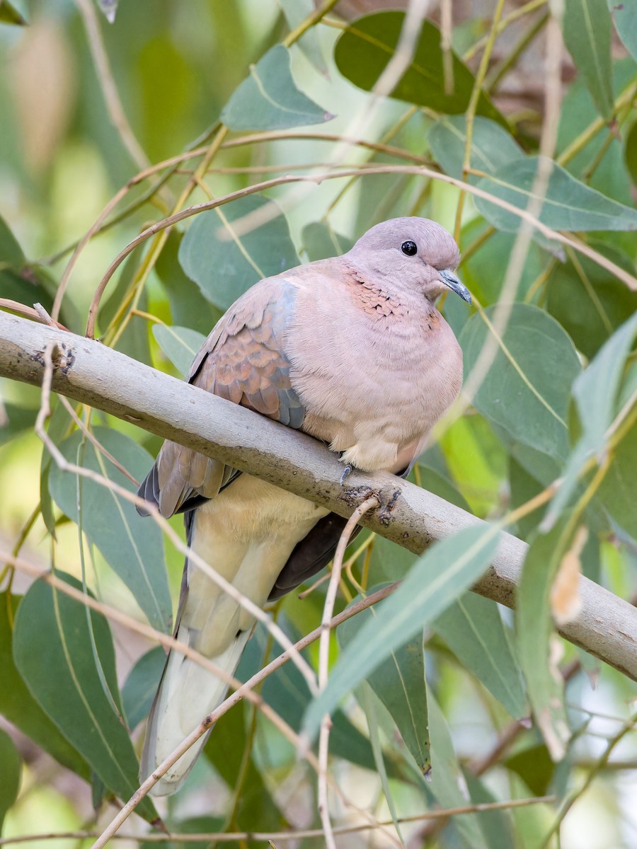 Laughing Dove - ML611480372